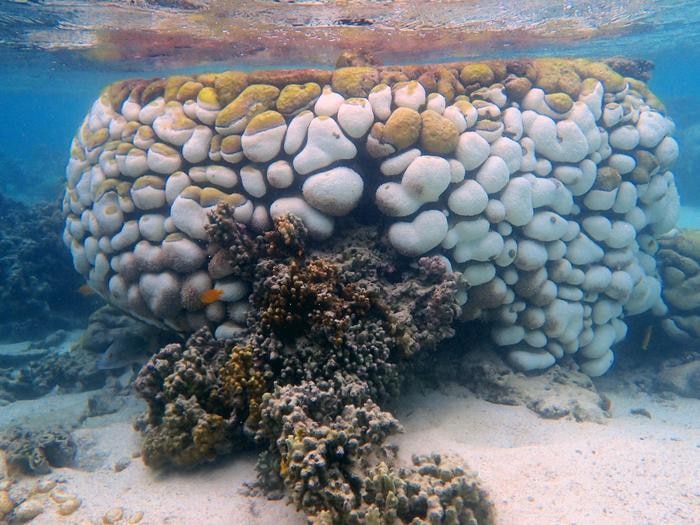 Could corals go extinct? Extreme climate triggered mass death on